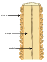 Hair structure
