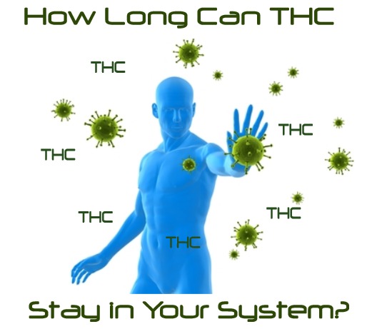 How long can THC stay in your system?