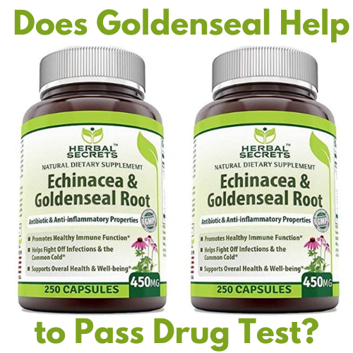 Does Goldenseal Help to Pass Drug Test?
